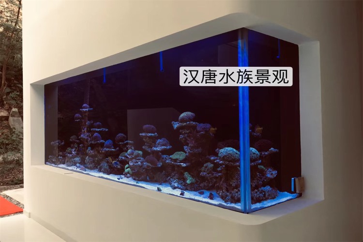 深圳沙湾捌号院子会所海水鱼缸项目