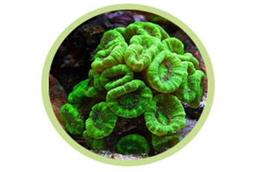 喇叭珊瑚