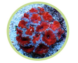 棘星珊瑚