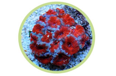 棘星珊瑚