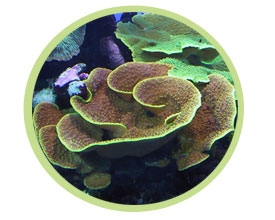 盘珊瑚