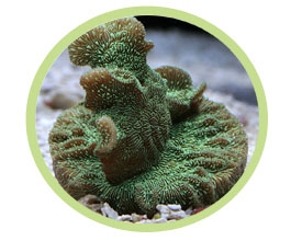 菌珊瑚