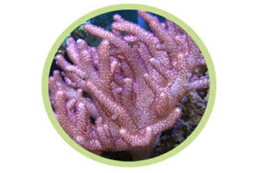 短足软珊瑚