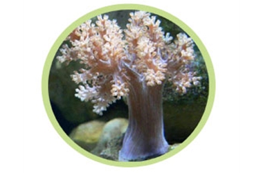 树珊瑚