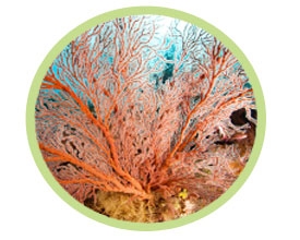 海扇珊瑚