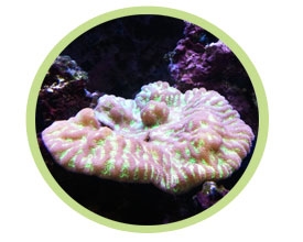 纹珊瑚