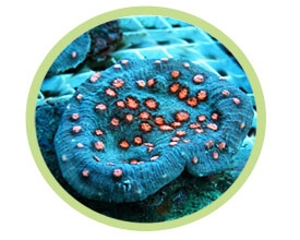 绿眼杯珊瑚
