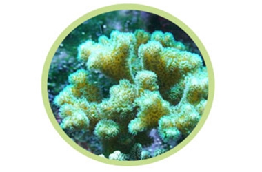 细枝鹿角珊瑚